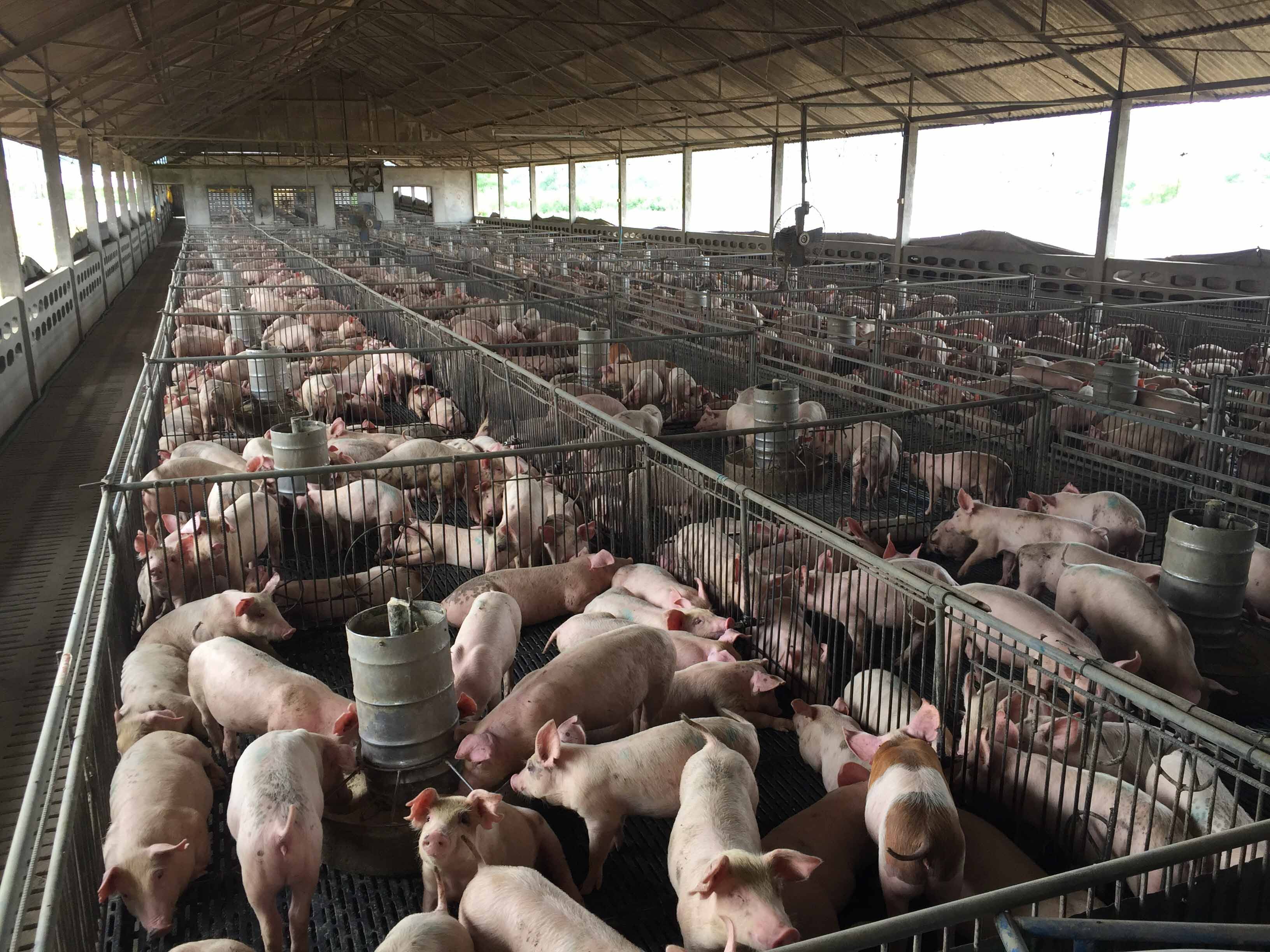 US Hog Farmers Face Euthanizing Millions of Pigs As Meat Plants Remain Non-...