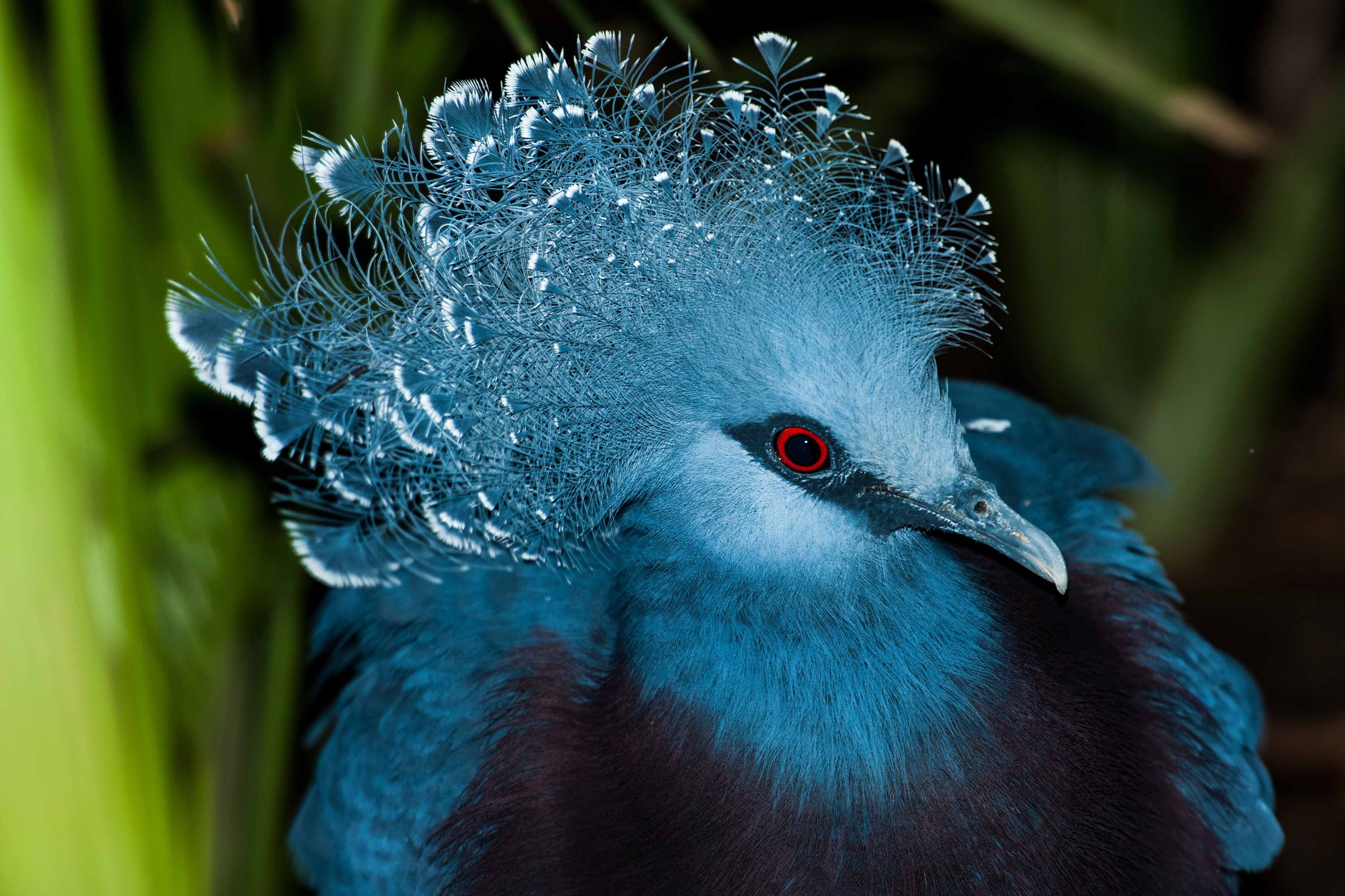 The Victoria Crowned Pigeon Is the Largest, Most Beautiful Pigeon in the  World