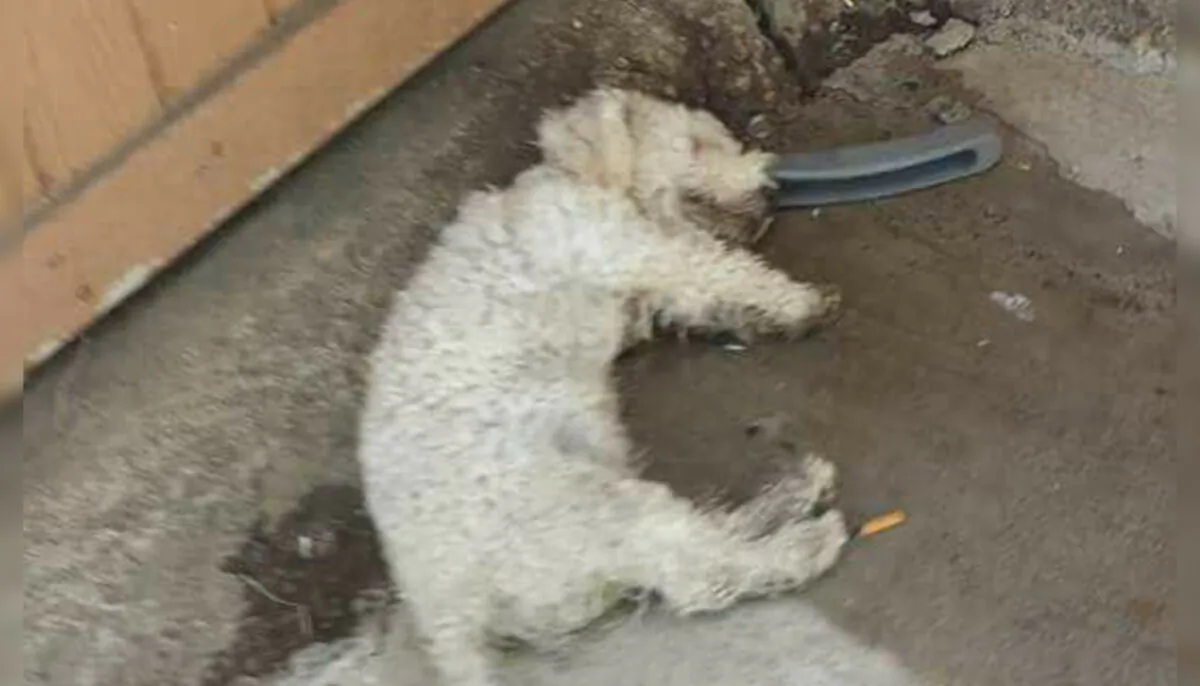 (Courtesy of The Abandoned Ones "Saving Animals in Danger")