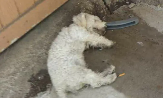 Dog Was Tormented by Kids and Looked ‘Dead,’ but Came ‘Out of His Shell’ After Being Saved