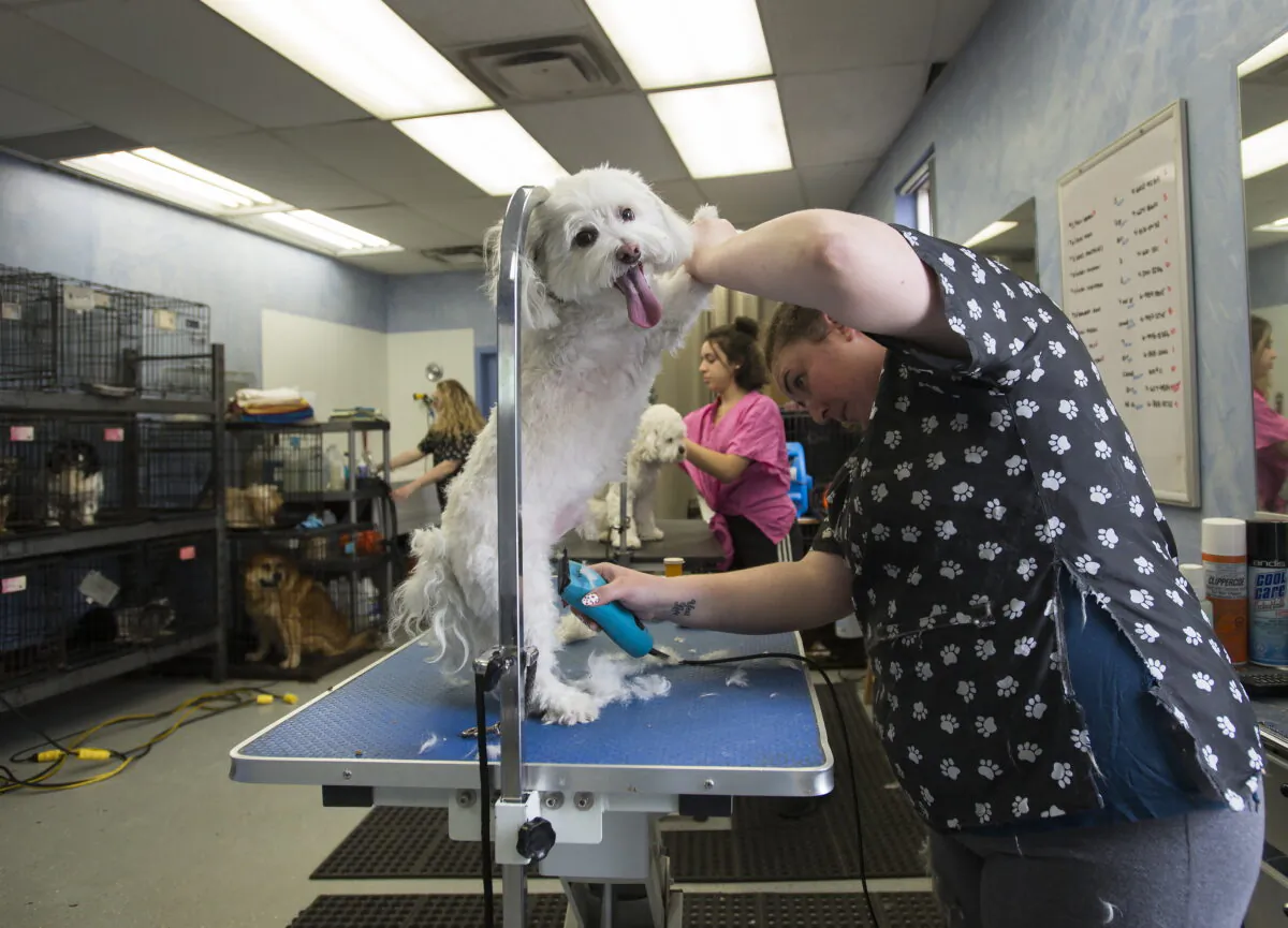 Owner Daiana Goldberger grooms a dog at You Lucky Dog Grooming during the COVID-19 pandemic in Mississauga on Tuesday, May 19, 2020. The Ontario government is allowing some services to reopen as part of phase one. (Nathan Denette/THE CANADIAN PRESS)