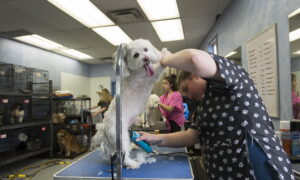 COVID-19 Protection Measures Extended Even As More Businesses Reopen in Canada