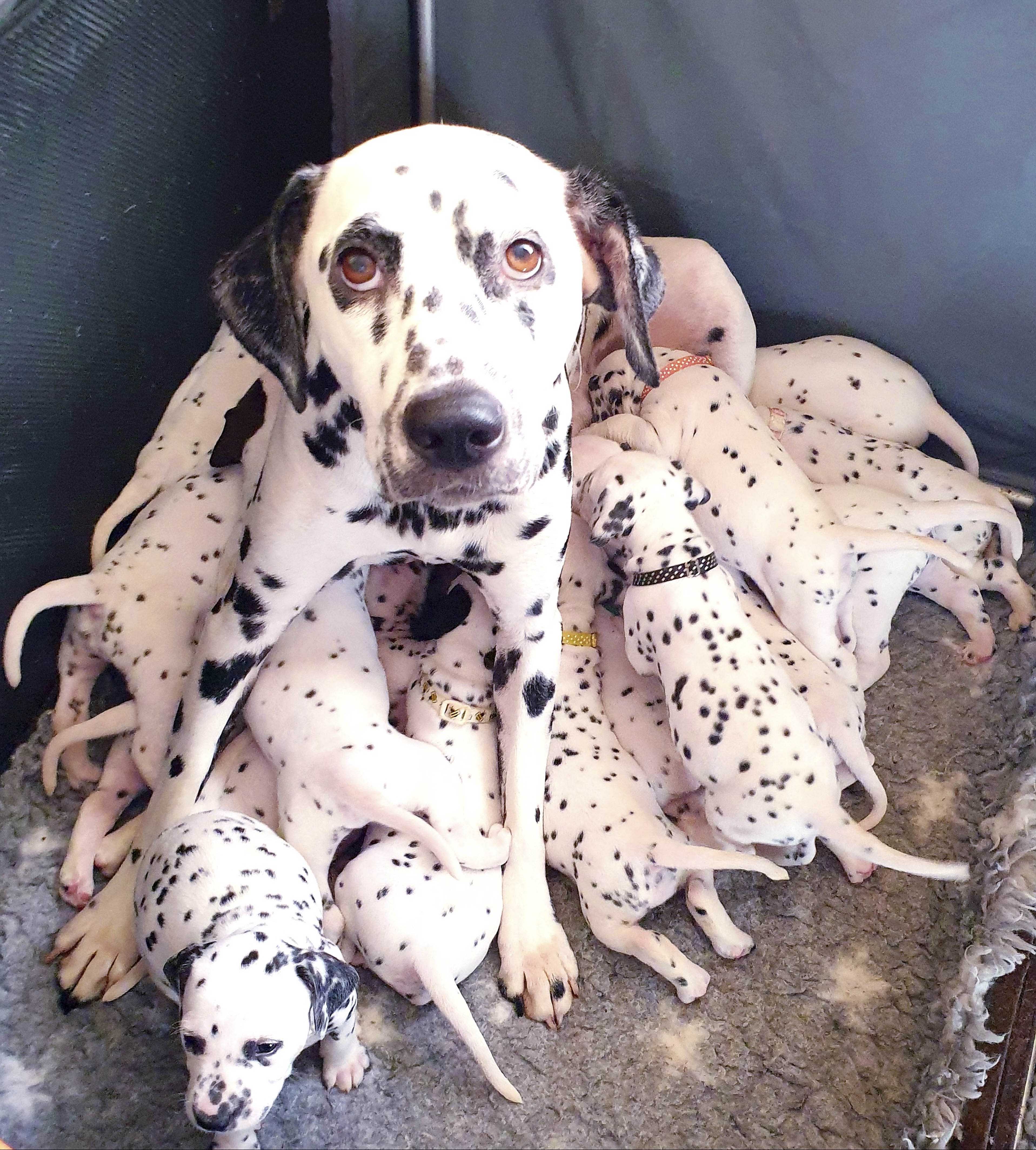 Dalmatian Mom Gives Birth to Huge Litter of 20 Spotted Puppies ...