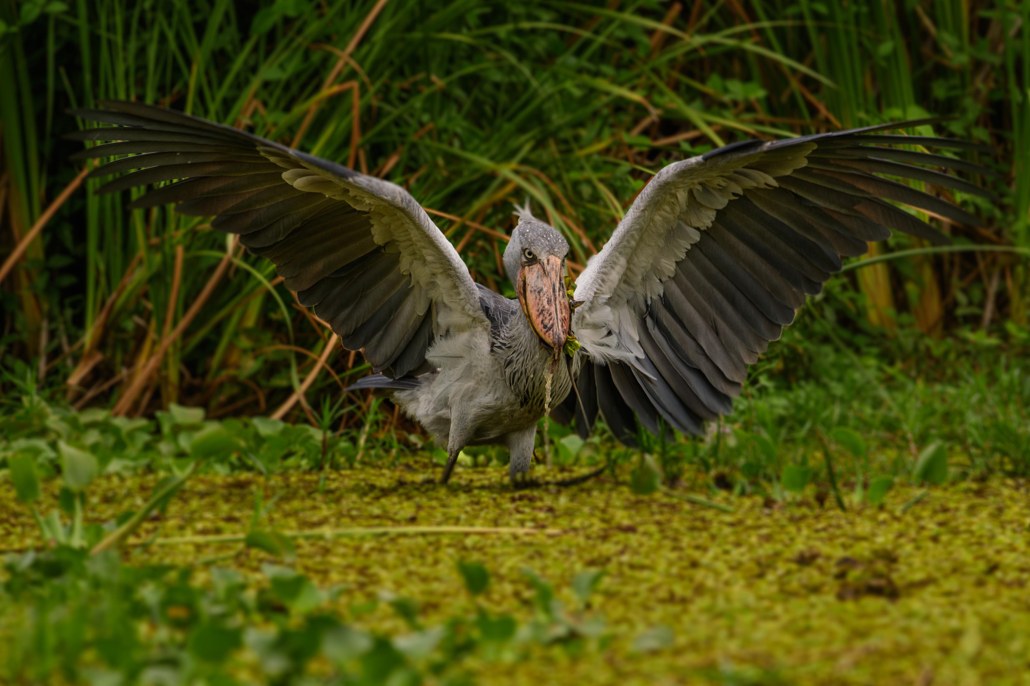 are shoebill storks dangerous to humans