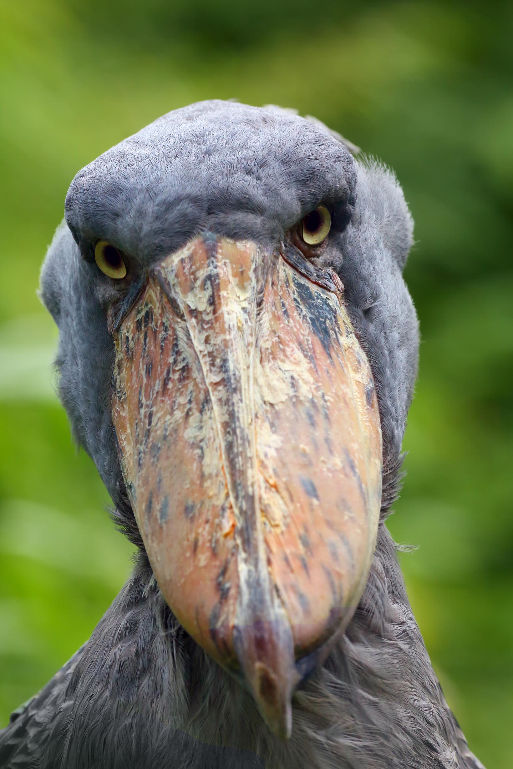 blue shoebill stork