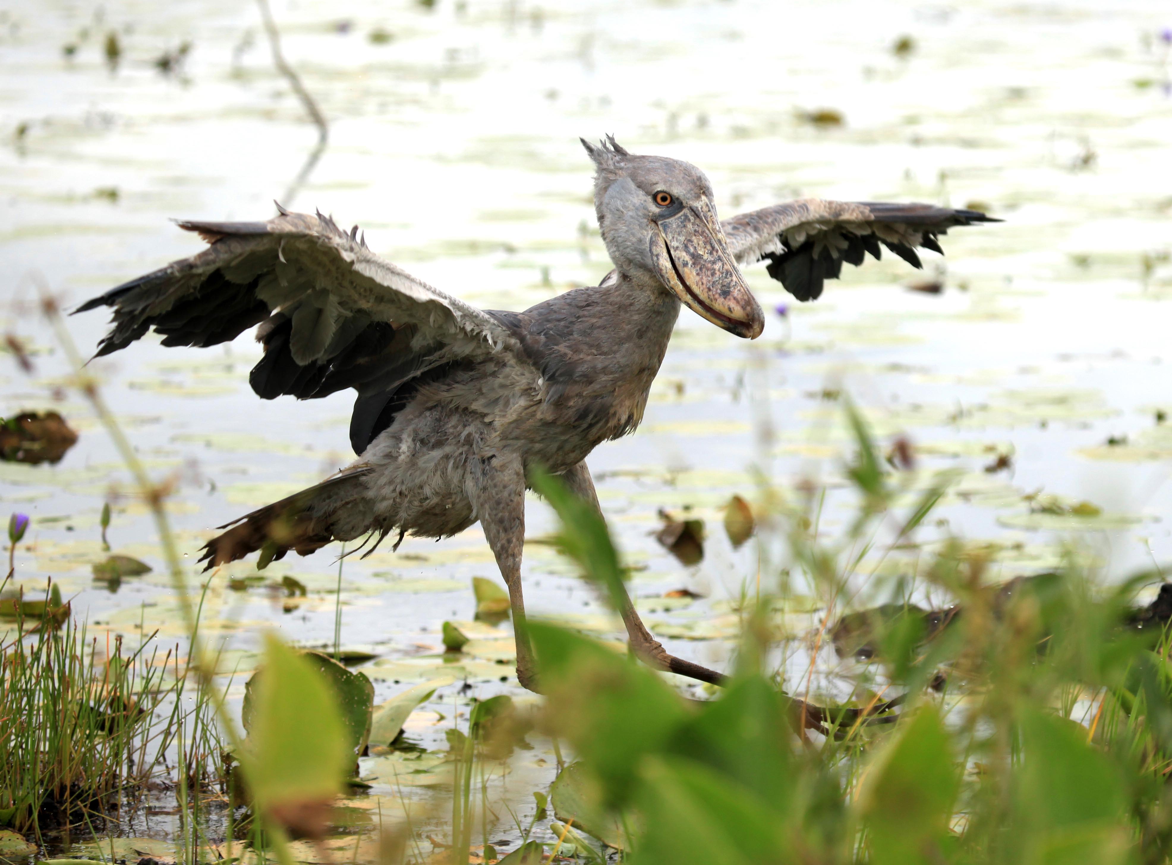 a shoebill stork