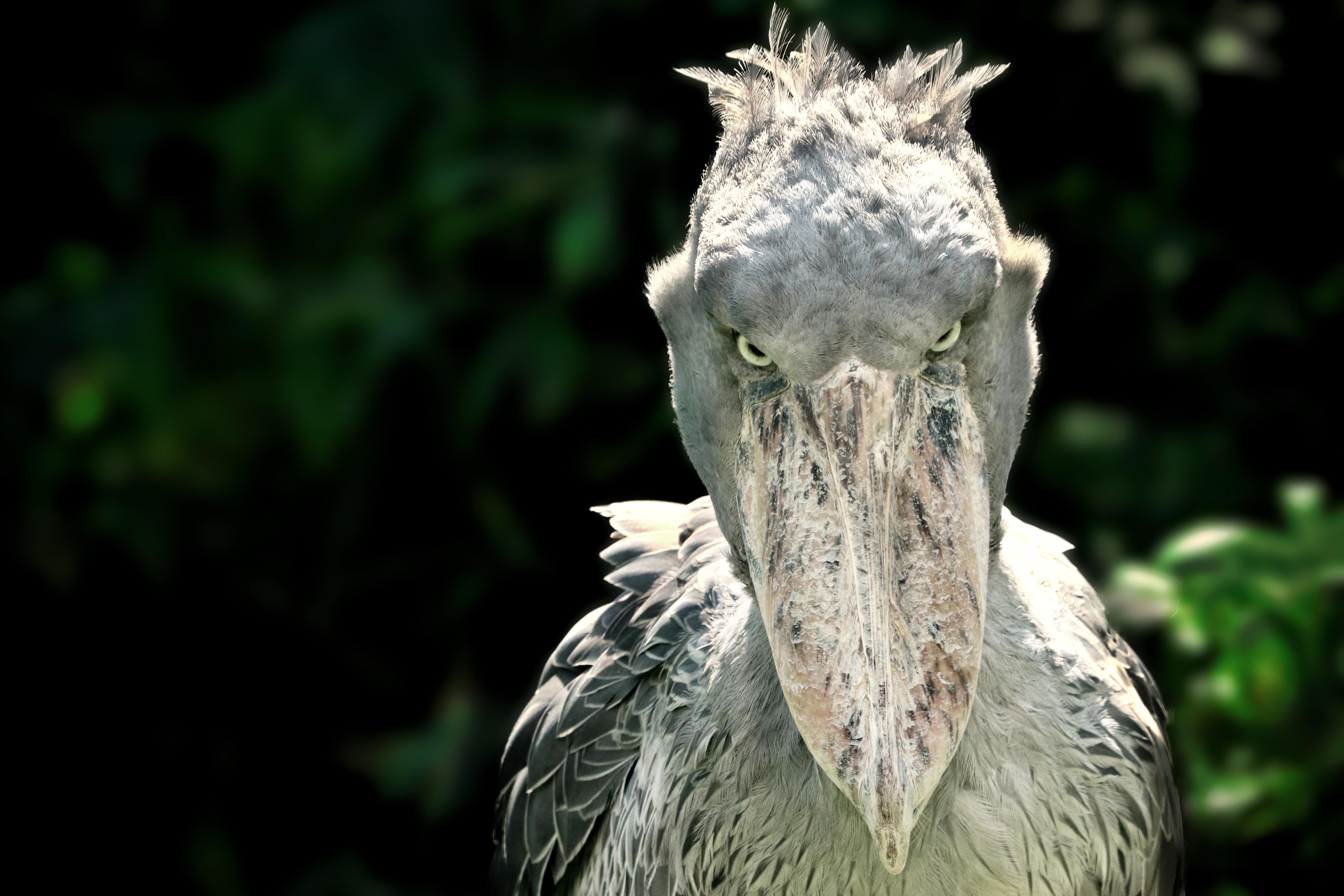 shoebill stork video sound