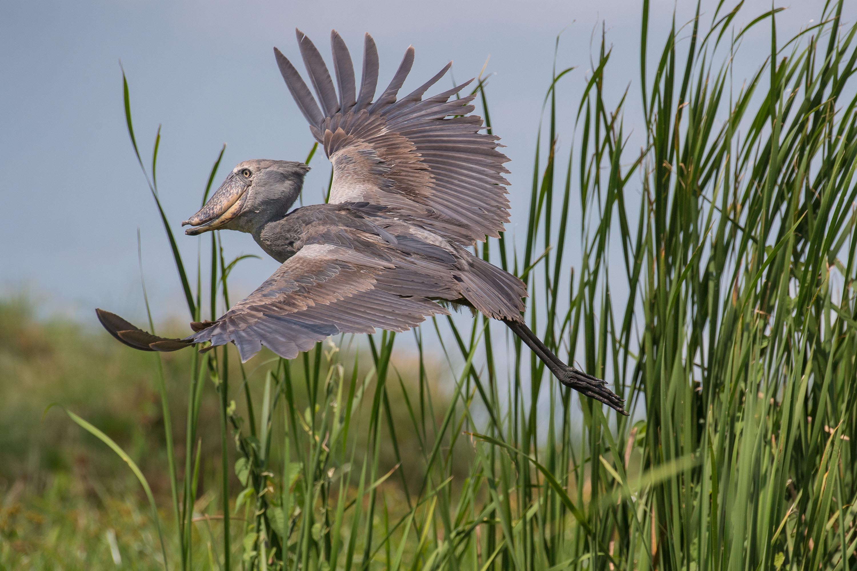 shoebill stork machine gun