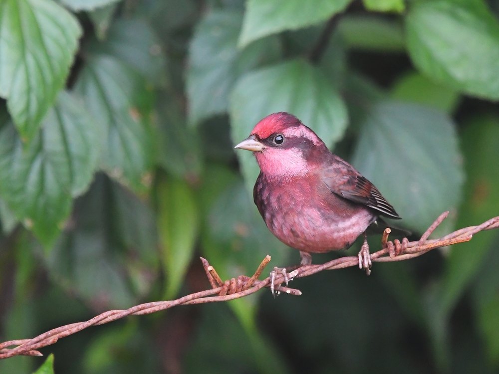 Exotic Rosefinches: Can You Tell These Different Pink-Colored Birds Apart?