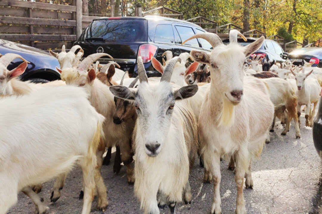 200 Goats Escape Hillside, Roam Wild in California Neighborhood Amid ...