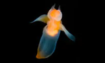 Marine Biologist Captures Rare Footage of Luminescent Sea Angels Swimming Under the Ice