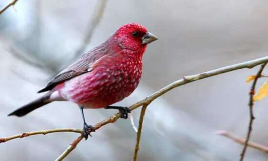 Exotic Rosefinches: Can You Tell These Different Pink-Colored Birds Apart?