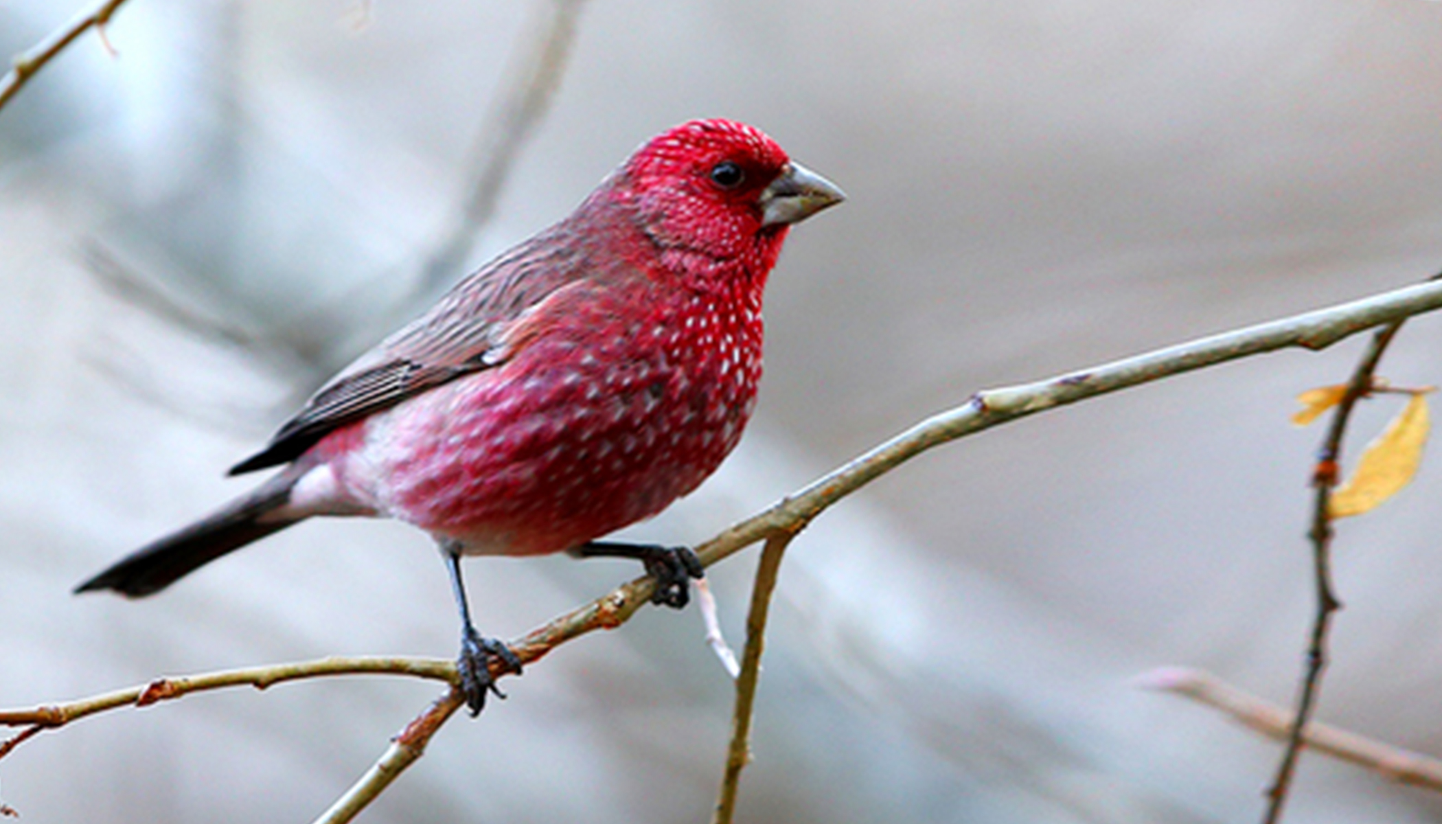 Exotic Rosefinches: Can You Tell These Different Pink-Colored Birds Apart?
