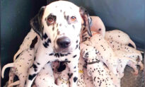 Dalmatian Mom Gives Birth to Huge Litter of 18 Spotted Puppies: ‘They Just Kept On Coming’