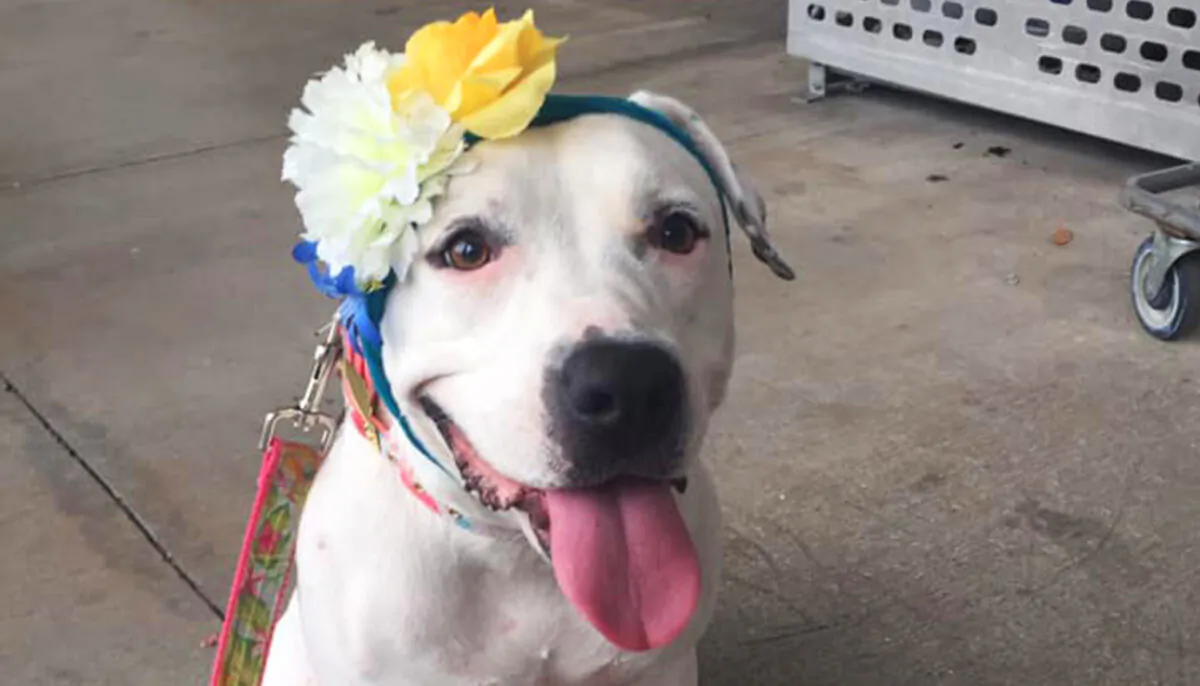 (Courtesy of Love is Fur Ever Dog Rescue)