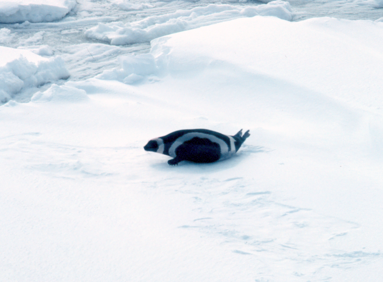 Extremely Rare Ribbon Seal With Four Gorgeous Bands Is the ‘Most Striking’ in the World 5 Extremely Rare Ribbon Seal With Four Gorgeous Bands Is the ‘Most Striking’ in the World Extremely Rare Ribbon Seal With Four Gorgeous Bands Is the ‘Most Striking’ in the World