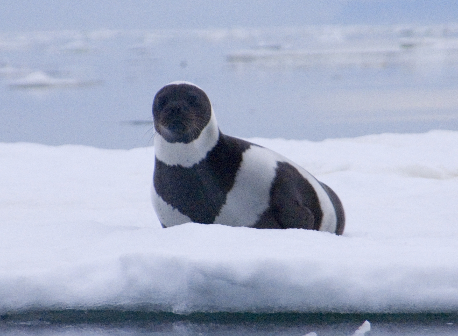 Extremely Rare Ribbon Seal With Four Gorgeous Bands Is the ‘Most Striking’ in the World 3 Extremely Rare Ribbon Seal With Four Gorgeous Bands Is the ‘Most Striking’ in the World Extremely Rare Ribbon Seal With Four Gorgeous Bands Is the ‘Most Striking’ in the World