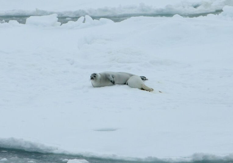 Extremely Rare Ribbon Seal With Four Gorgeous Bands Is the ‘Most Striking’ in the World 4 Extremely Rare Ribbon Seal With Four Gorgeous Bands Is the ‘Most Striking’ in the World Extremely Rare Ribbon Seal With Four Gorgeous Bands Is the ‘Most Striking’ in the World