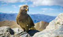 Meet the Kea, This Intelligent Bird Is the World’s Only Alpine Parrot and Is Dwindling