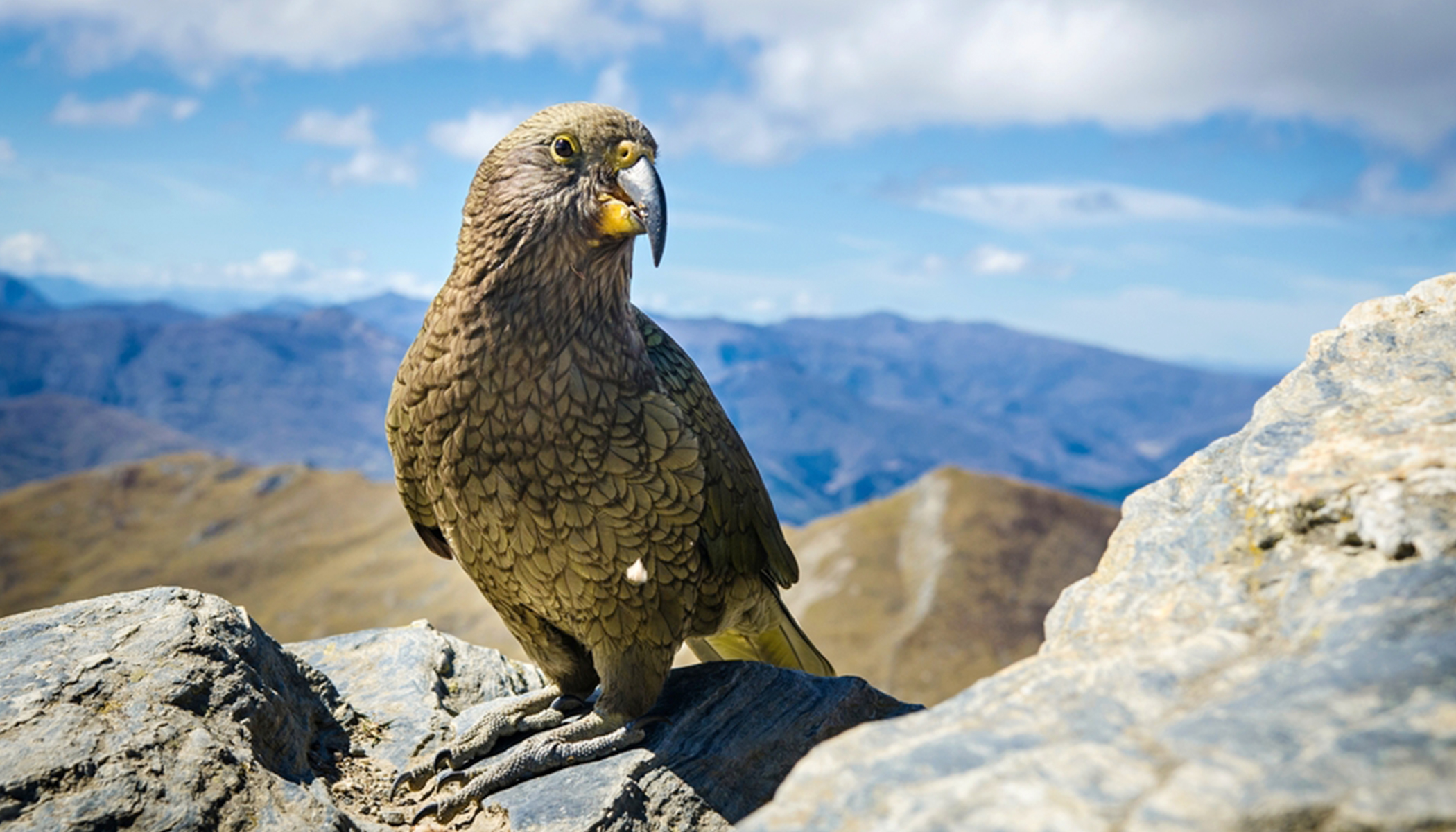 Meet the Kea, This Intelligent Bird Is the World's Only Alpine Parrot and  Is Dwindling