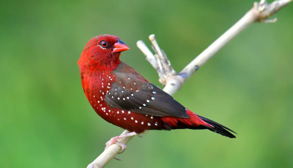 (Butterfly Hunter/Shutterstock)