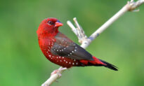 Strawberry Finch: The Tiny Bird Charms Nature Lovers With Its Deep Red Plumage
