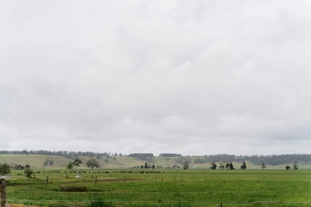 A dairy farm in Gippsland of Victoria. (Supplied by Food & Fibre Gippsland)