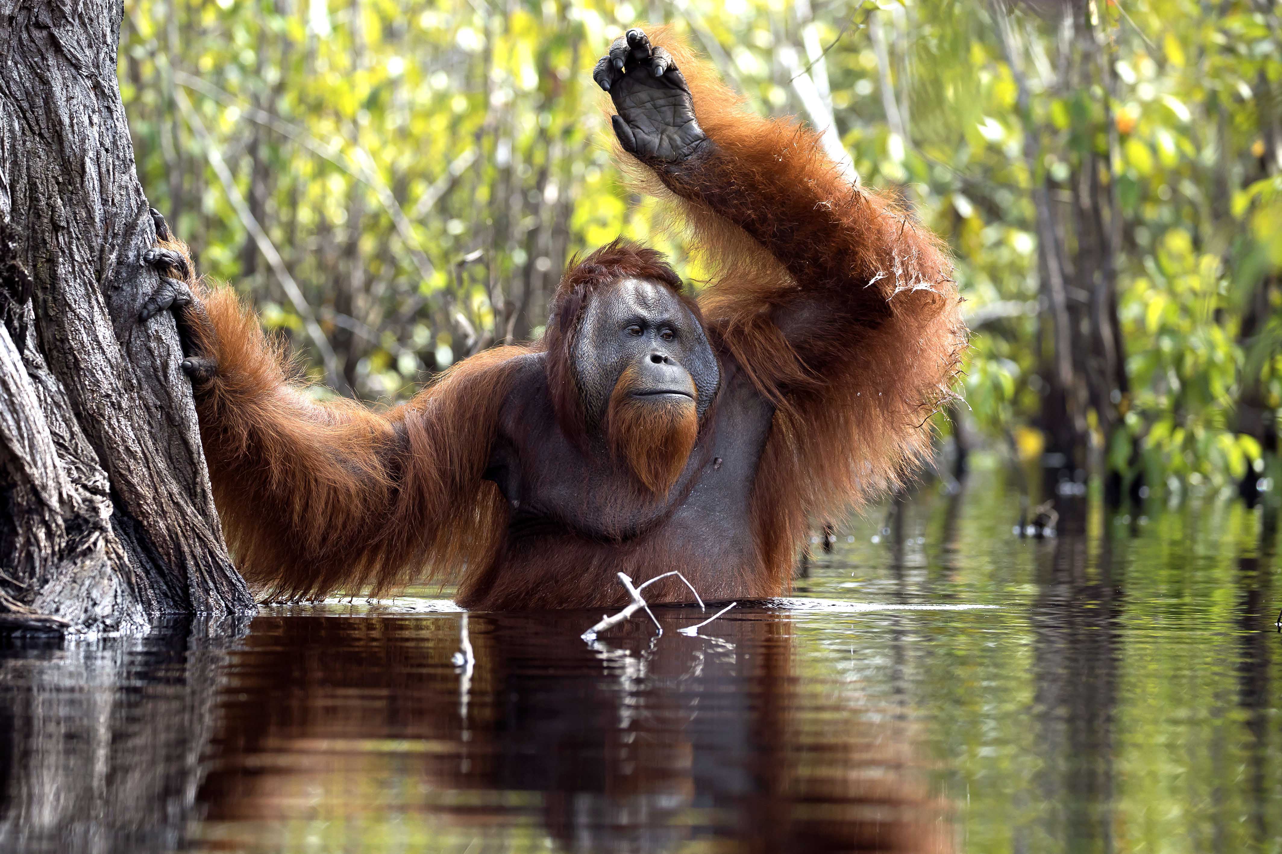 Photographer Snaps Rare Hilarious Picture of Orangutan  