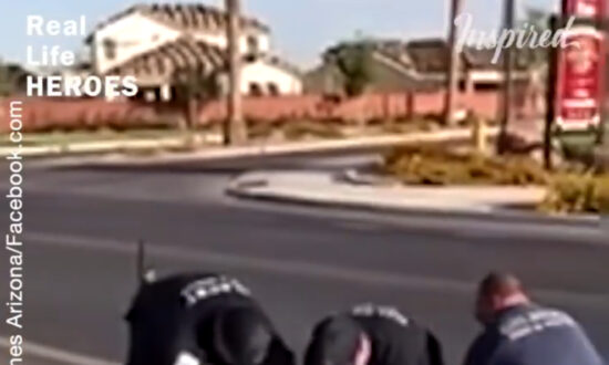 Baby Ducks Rescued By Firefighters