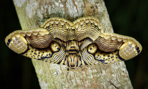 Photographer Captures Incredible Footage of Giant Brahmin Moth's 'Tiger Eye' Wings in Stunning Detail