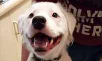 Blind, Deaf Dog That Nobody Wanted Finally Adopted, Now Helps Comfort Other Foster Animals