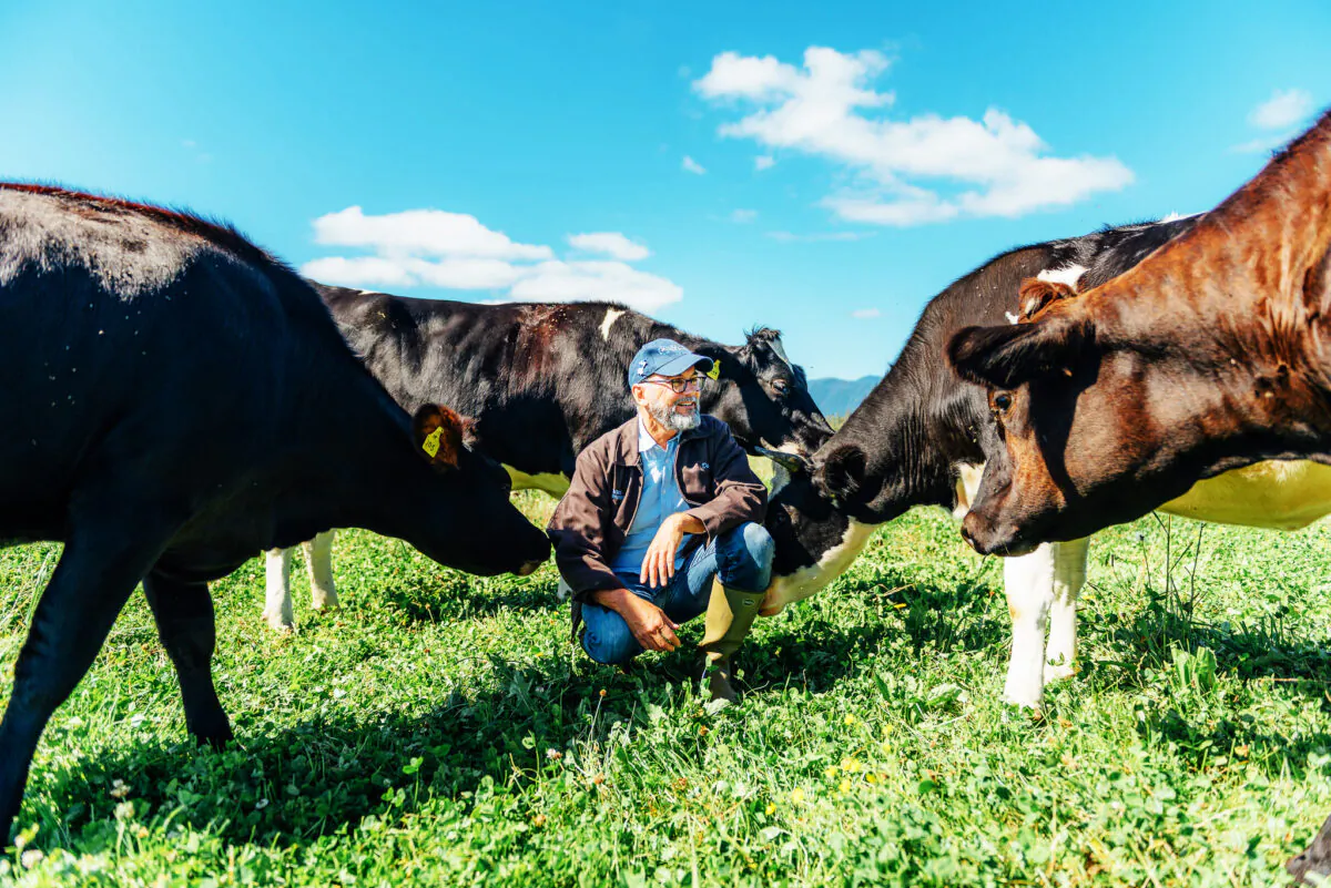 David Gremmels, the president of Rogue Creamery in Oregon. Their dairy cows graze freely on pastures that border the Rogue River. (H. Sterling Cross)