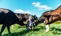 The Future of American Cheese
