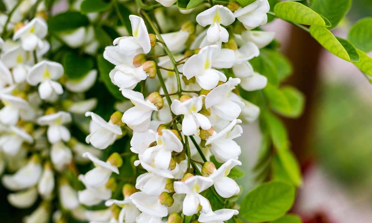 Robinia