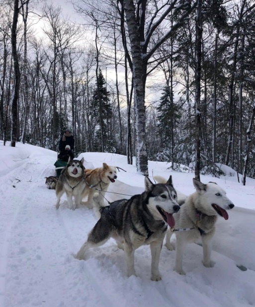 dog_sleddng