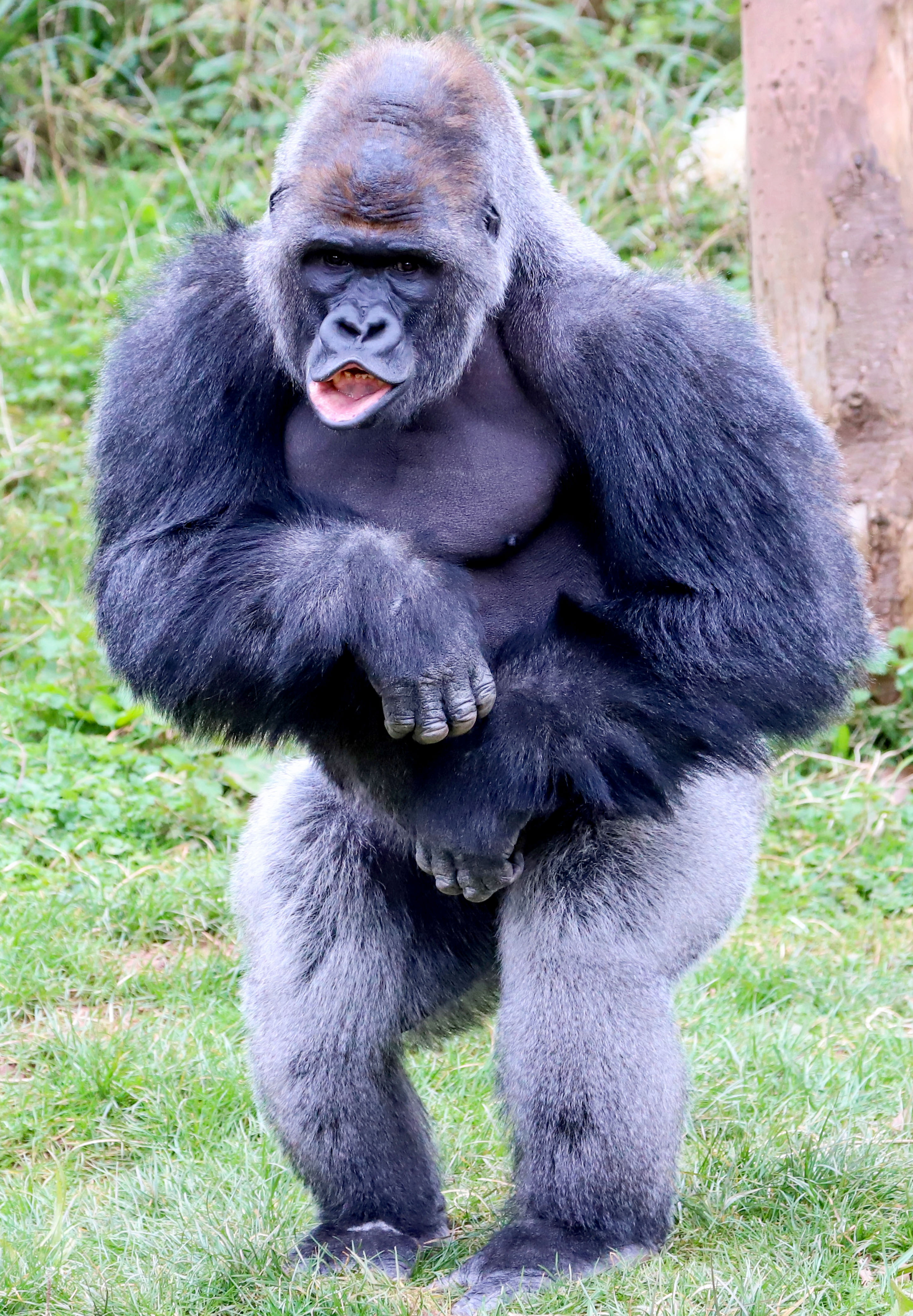 40p gorilla images