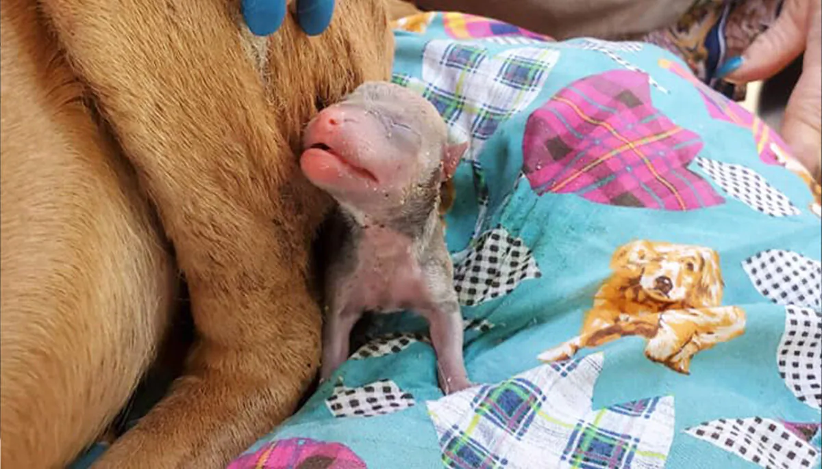 (Courtesy of Pawsitive Restorations Animal Rescue)