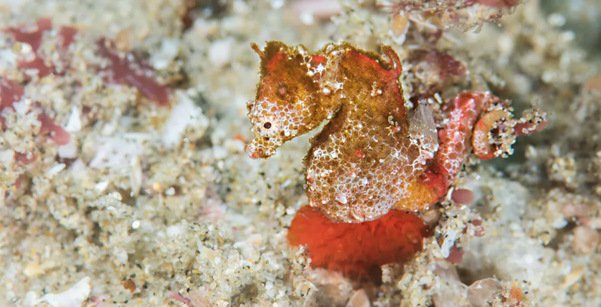 (©Richard Smith - OceanRealmImages.com)