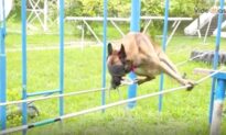Police Dog in Blindfolds Walks Expertly on Tightrope