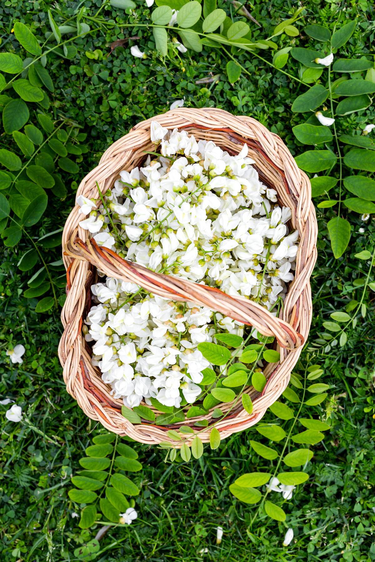 black locust flowers in basket
