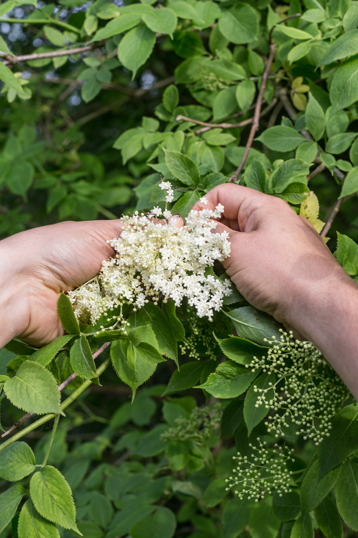 foraging Elderflowers-1