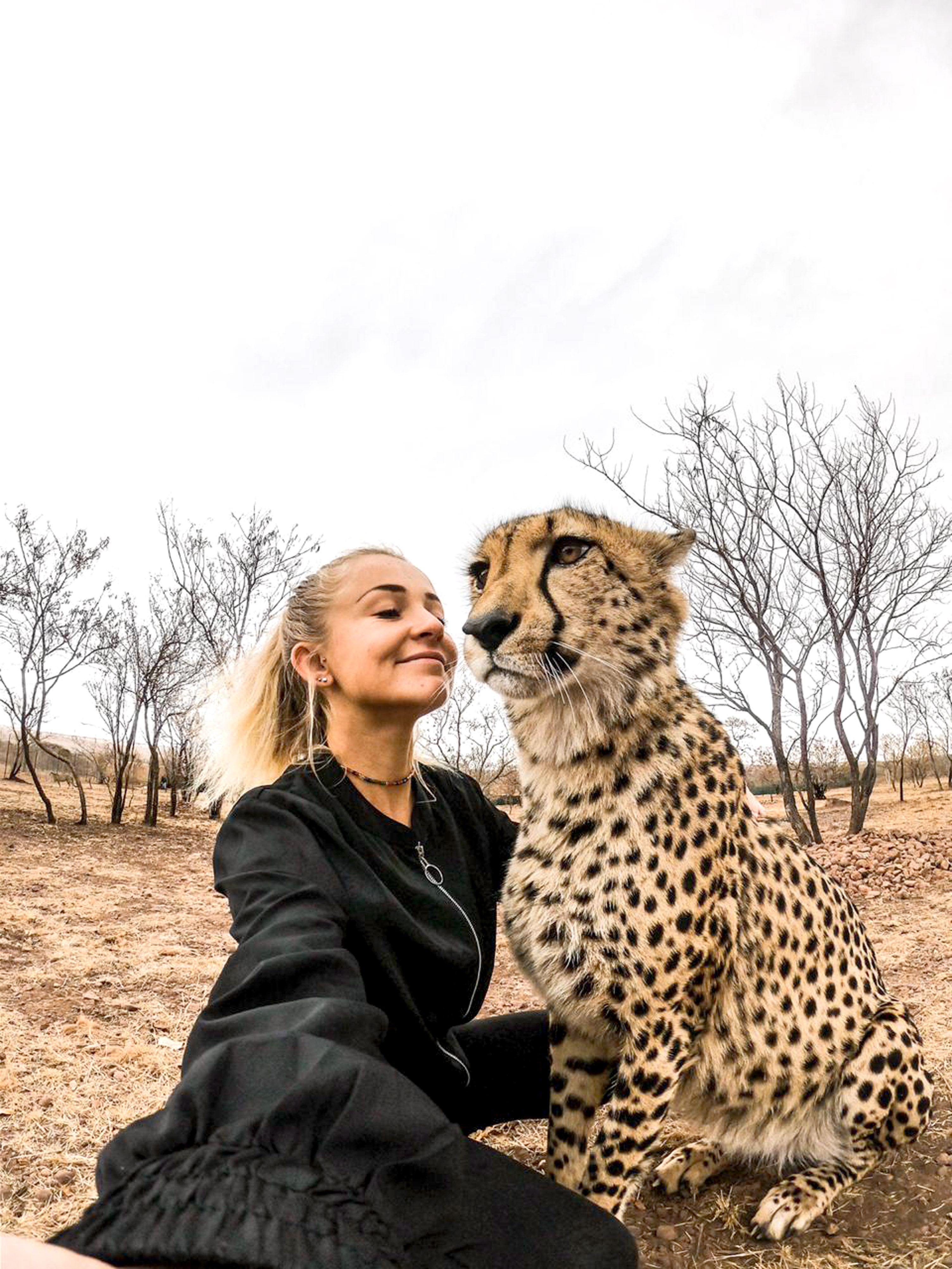 what are cheetahs predators