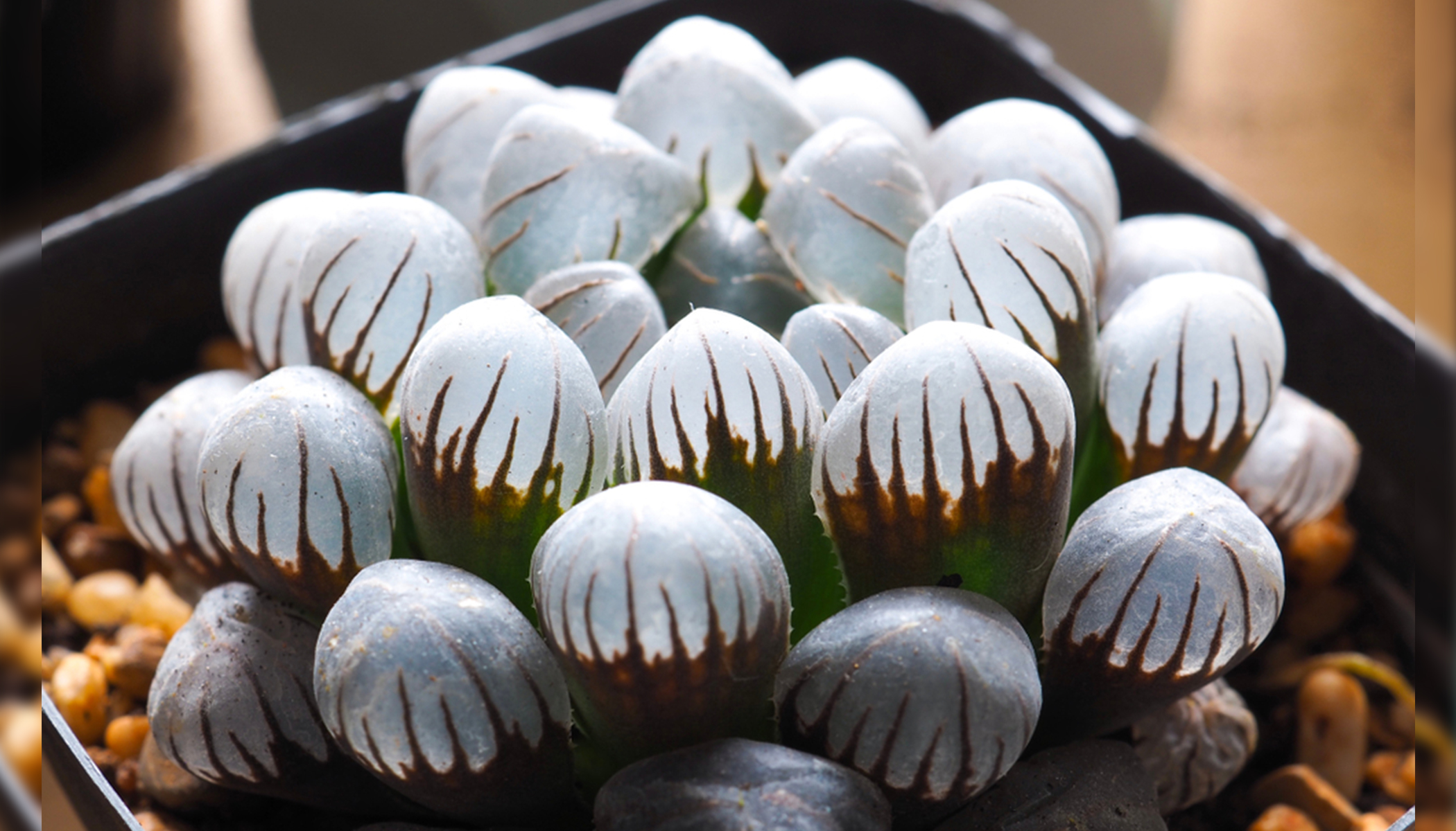 Haworthia: Glassy Succulent Plant Resembling Tiny Opals Can Brighten Up  Your Interiors | The Epoch Times