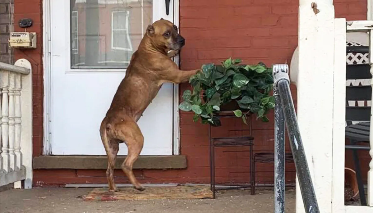 (Courtesy of Speranza Animal Rescue)