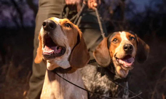 K9 Unit Trained to Protect Wildlife From Poachers Has Already Saved 45 Rhinos in South Africa