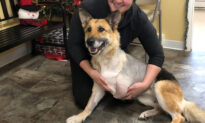 German Shepherd Left Out in the Cold Chews Leg Off–Until UPS Driver Sees Her, Calls SPCA