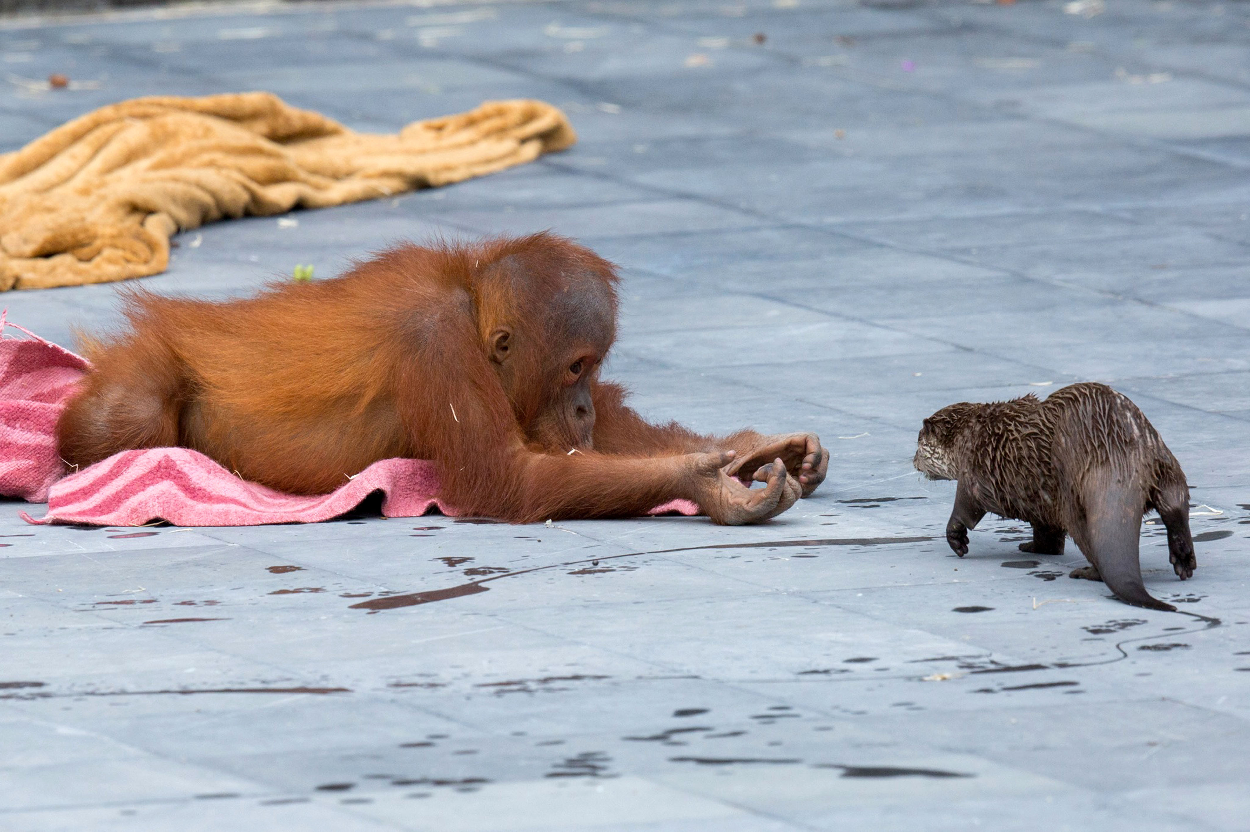 Epoch Times Photo