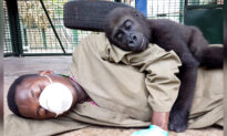 Orphaned Baby Gorilla Bonds With Human Carer After Being Rescued, and the Photos Are Adorable