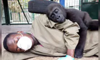 Orphaned Baby Gorilla Bonds With Human Carer After Being Rescued, and the Photos Are Adorable