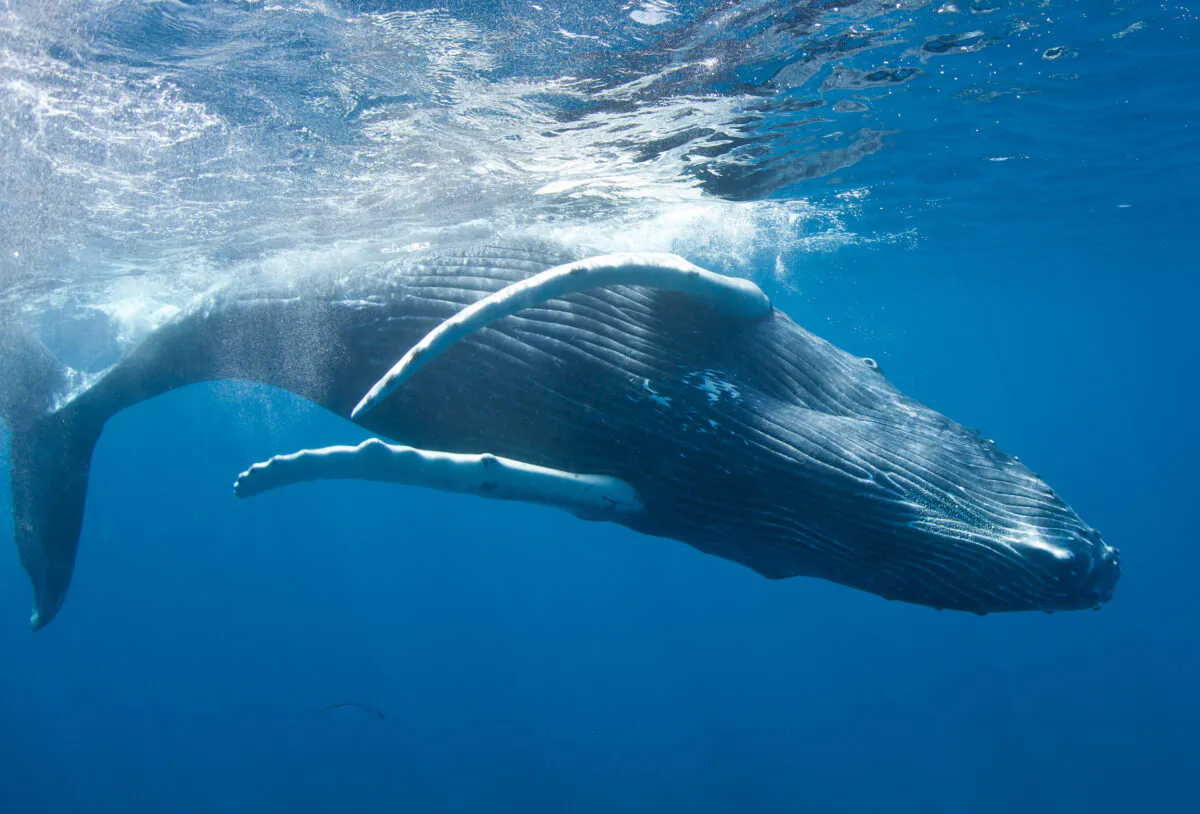 Humpback whales can reach a length of 40–50 feet. In the Atlantic, females migrate to give birth in the Caribbean and then move north to feeding areas along New England and Canada. (Ethan Daniels/Shutterstock)